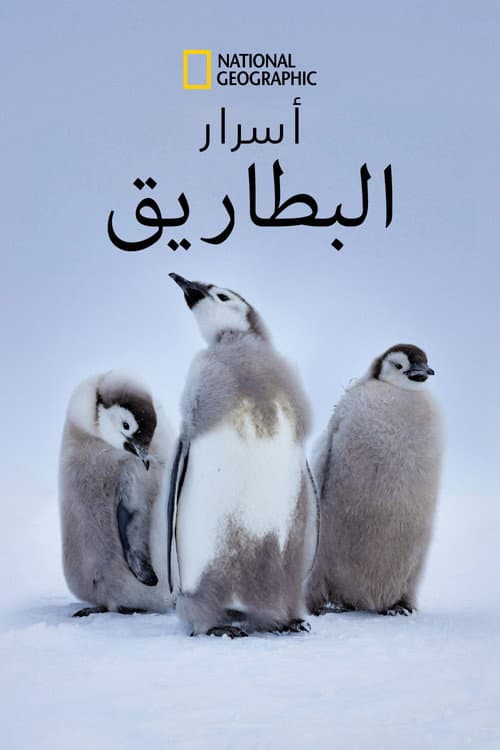 أسرار البطاريق